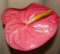 Ram de Anthurium