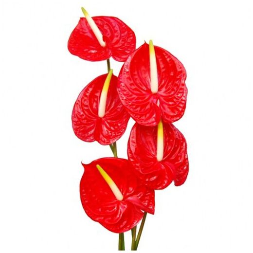 Ram de Anthurium