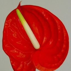 Ram de Anthurium