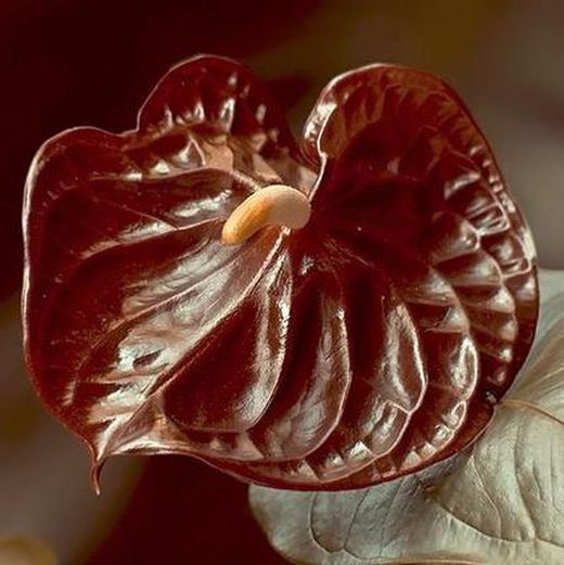 Ram de Anthurium