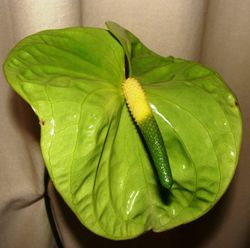 Ram de Anthurium