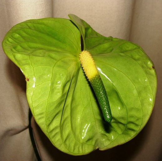 Ram de Anthurium