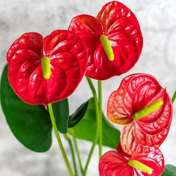 Ram de Anthurium