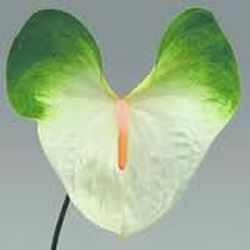 Ram de Anthurium