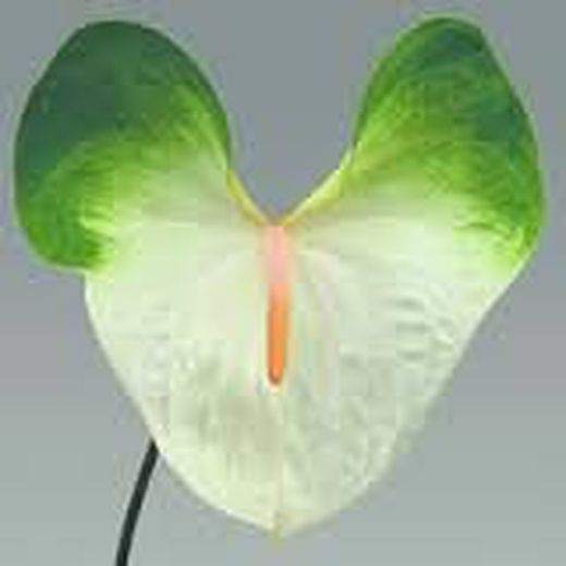 Ram de Anthurium