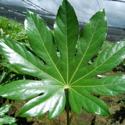 Ramo de Aralia