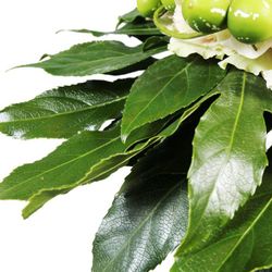 Ramo de Aralia