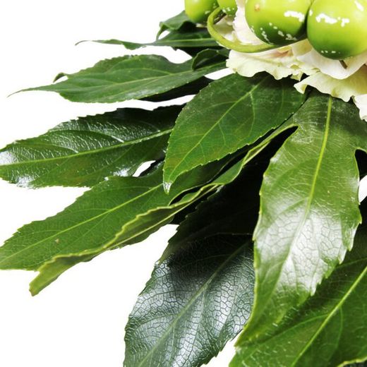 Ramo de Aralia