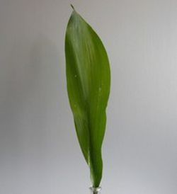 Ramo de Aspidistra
