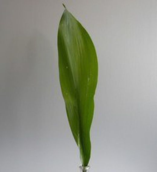 Ramo de Aspidistra
