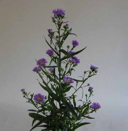 Ramo de Aster