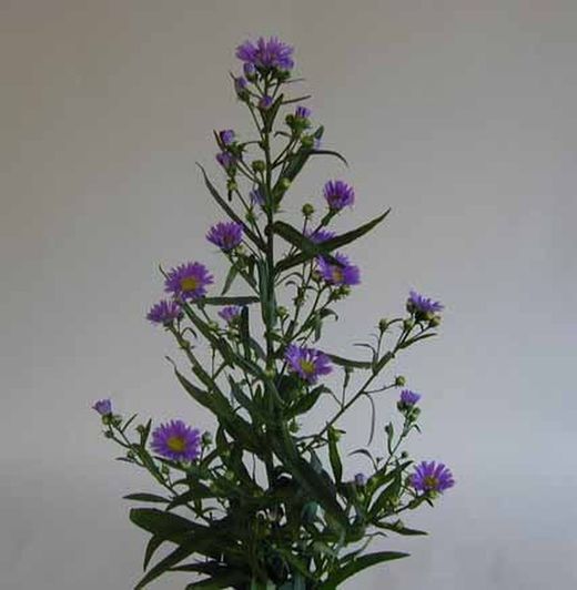 Ramo de Aster
