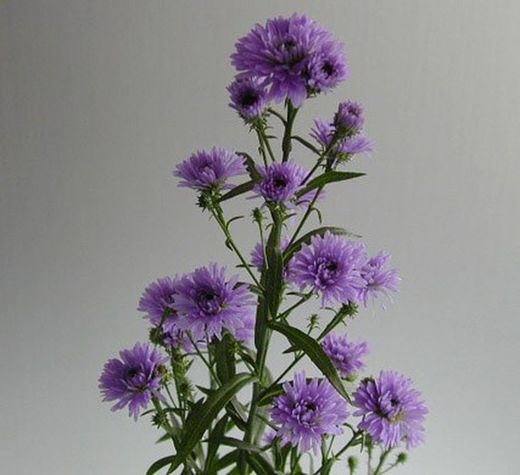 Ramo de Aster