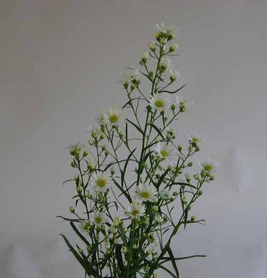 Ramo de Aster