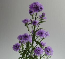 Ramo de Aster
