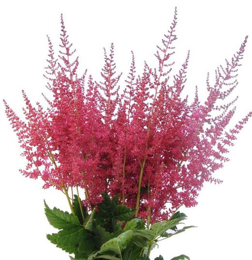 Ram de astilbe