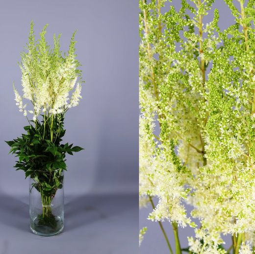 Ram de astilbe