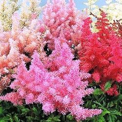 Ram de astilbe