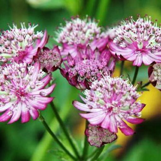 Bouquet d'Astrantia