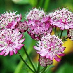 Bouquet d'Astrantia