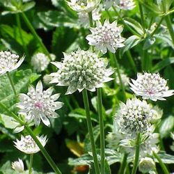 Bouquet d'Astrantia