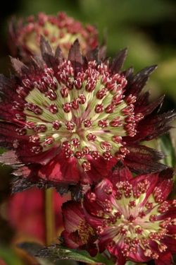 Bouquet d'Astrantia
