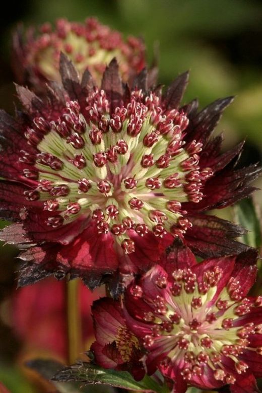 Bouquet d'Astrantia