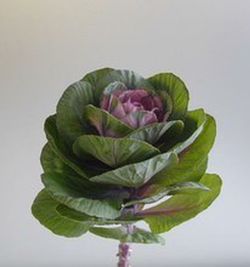 Ramo de Brassica
