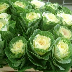 Ramo de Brassica