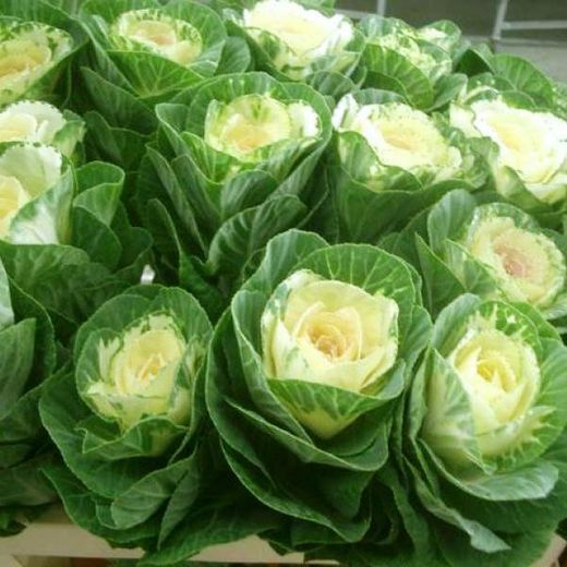 Ramo de Brassica