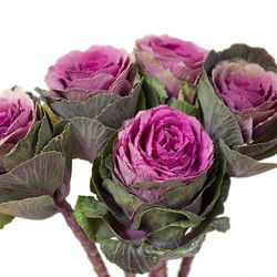 Ramo de Brassica