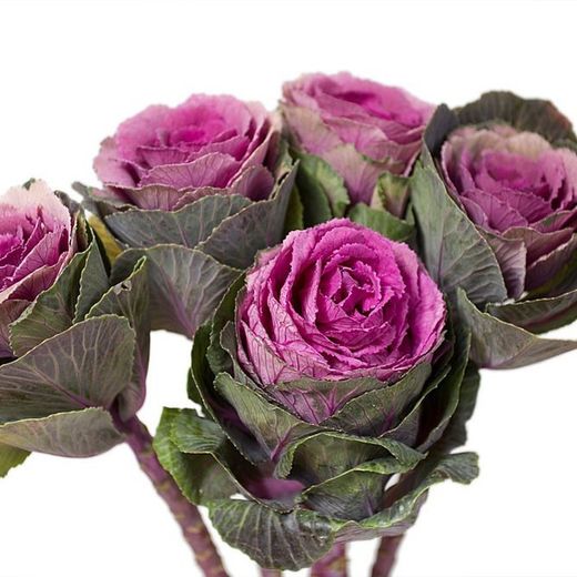 Ramo de Brassica