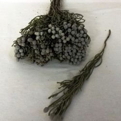 Ram de Brunia Seca