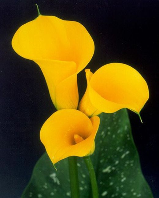 Ramo de Callas ( Calas )