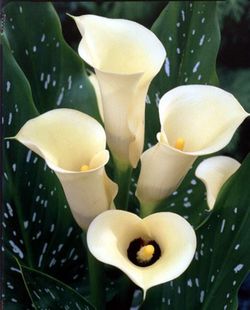 Ramo de Callas ( Calas )