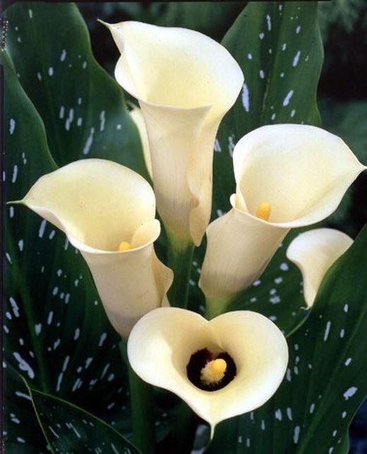 Ramo de Callas ( Calas )