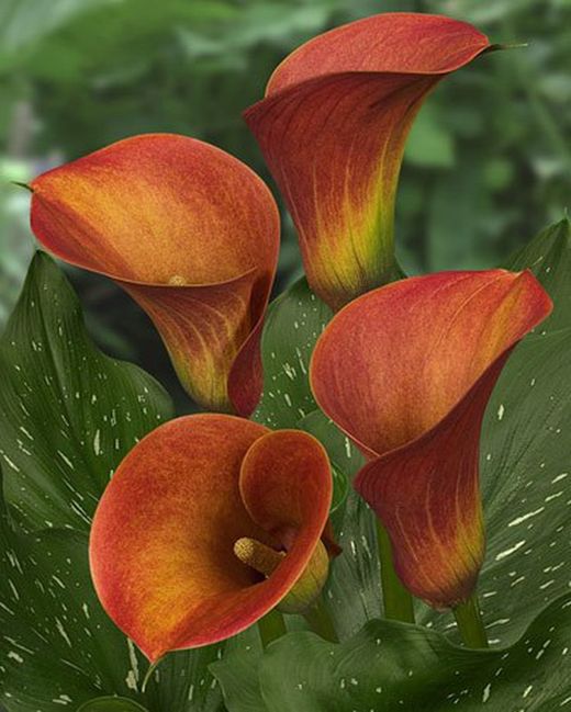 Ramo de Callas ( Calas )