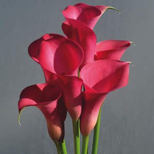 Ram de Callas amb Ós