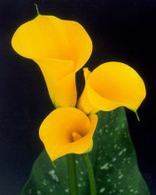 Ram de Callas amb Ós