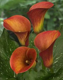 Ram de Callas amb Ós