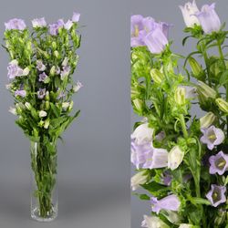 Ramo de Campanula