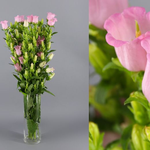 Ramo de Campanula