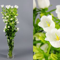 Ramo de Campanula