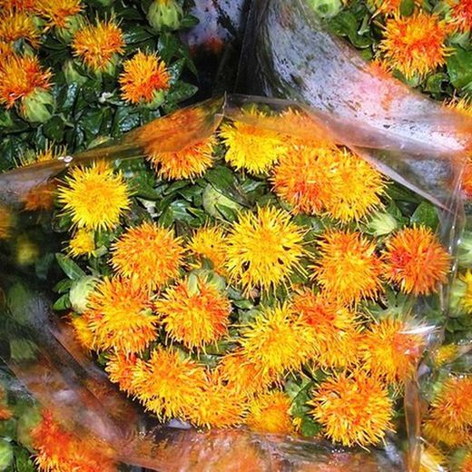 Pack Flores Verbena San Juan