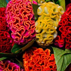 Bouquet de treillis