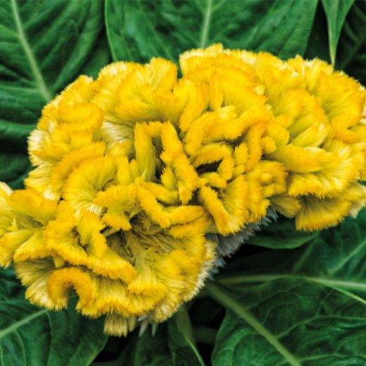 Bouquet de treillis