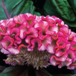 Bouquet de treillis