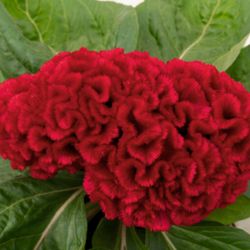 Bouquet de treillis