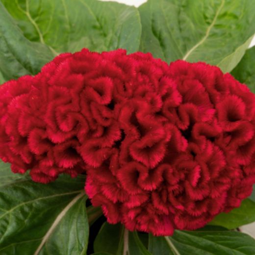 Bouquet de treillis