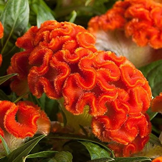 Bouquet de treillis